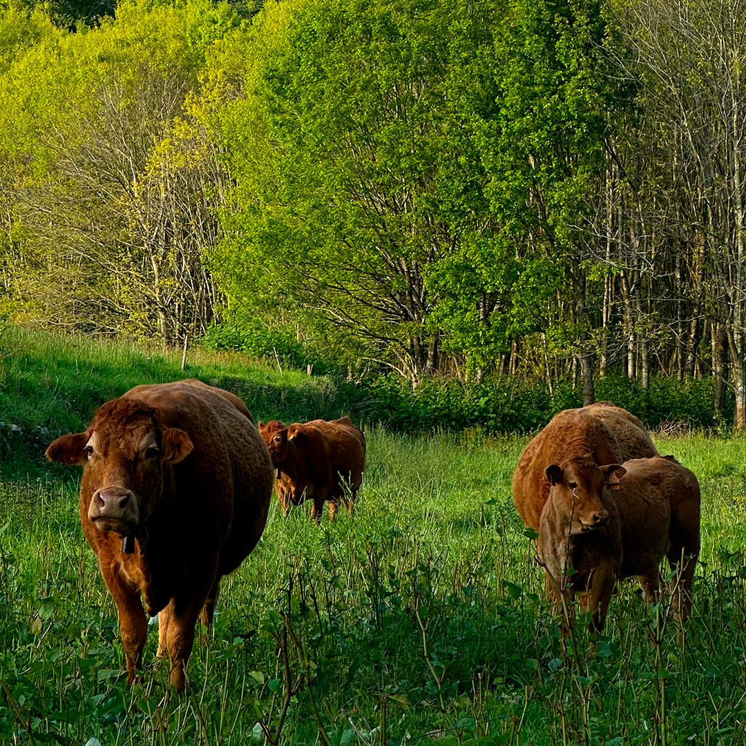 Vacas en el valle